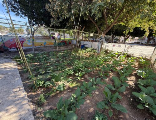 NUESTRO HUERTO ESCOLAR.