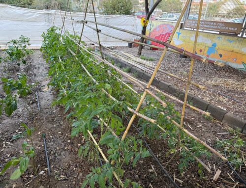 NUESTRO HUERTO ESCOLAR: ¡PRONTO LLEGARÁN LOS FRUTOS!