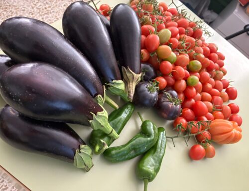 HUERTO ESCOLAR. ¡YA HA LLEGADO EL MOMENTO DE RECOLECTAR!